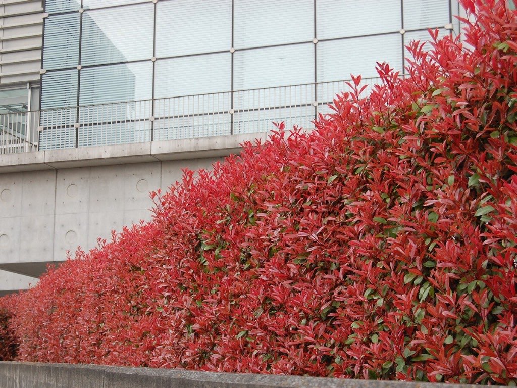 ✂️ Hedge & Shrub Care